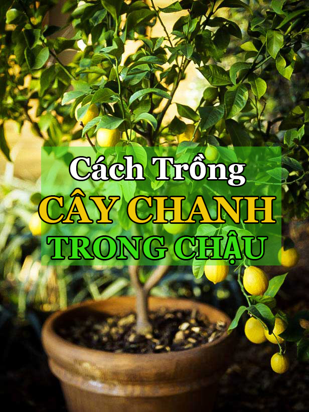 Cách trồng Và Chăm Sóc Cây Chanh Trong Chậu/Thùng Xốp