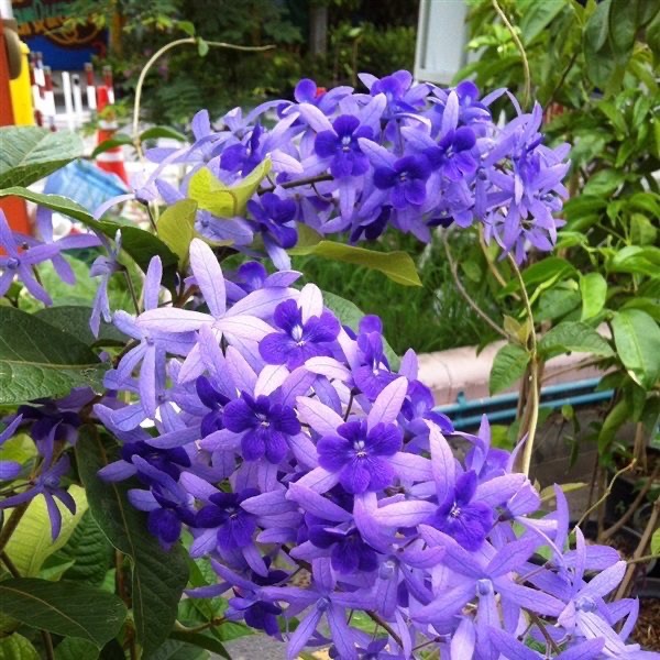 Cây hoa mai xanh Thái lan