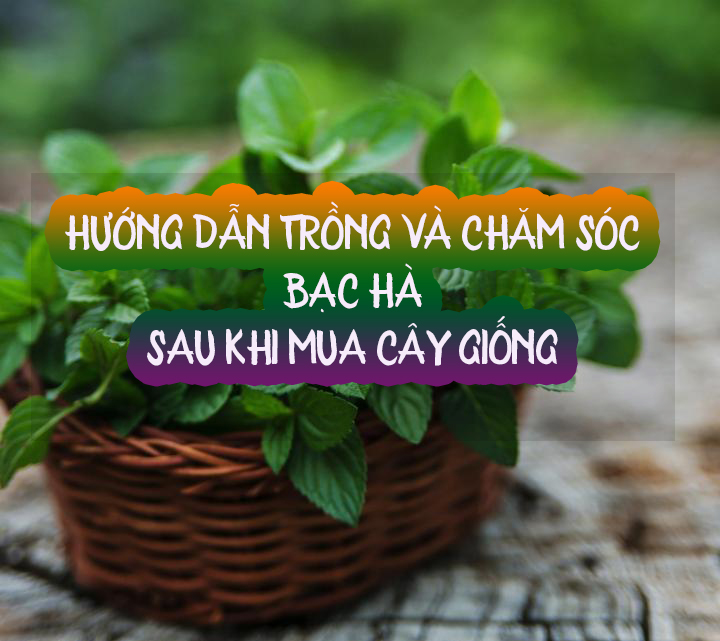 Hướng Dẫn Chăm Sóc Cây Bạc Hà Khi Mua Về