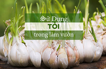 11-Loi-ich-dang-Ngac-Nhien-Cua-Toi-Trong-Lam-Vuon