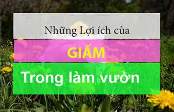 12-Tac-Dung-dang-Ngac-Nhien-Cua-Giam-Trong-Lam-Vuon