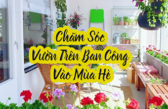 6-Meo-Cho-Cham-Soc-Vuon-Tren-Ban-Cong-Vao-Mua-He