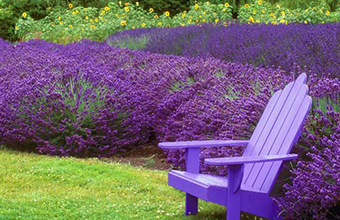 Cach-Trong-Cay-Hoa-Oai-Huong--Lavender