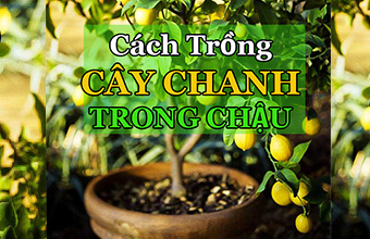 Cach-trong-Va-Cham-Soc-Cay-Chanh-Trong-Chau-Thung-Xop