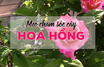 Cham-Soc-Hoa-Hong-Cung-Mot-Vai-Meo-Nho