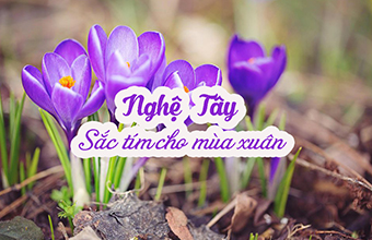 Hoa-Nghe-Tay-Crocus-Sac-Tim-Ch- Khu-Vuon-Cua-Ban