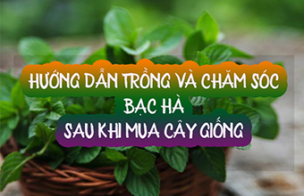 Huong-Dan-Cham-Soc-Cay-Bac-Ha-Khi-Mua-Ve