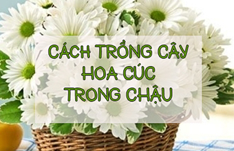 Huong-Dan-Trong-Cay-Hoa-Cuc-Trong-Chau