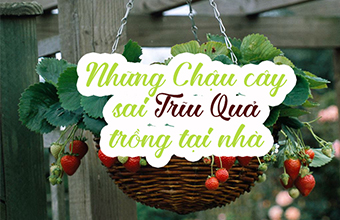 Nhung-Loai-Chau-Treo-Triu-Qua-Ban-Co-The-Trong-Tai-Nha