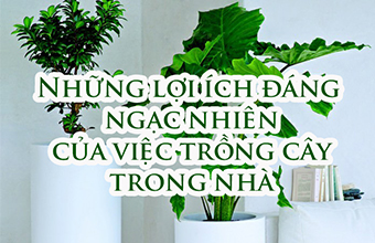 Nhung-Loi-ich-dang-Ngac-Nhien-Cua-Viec-Trong-Cay-Trong-Nha