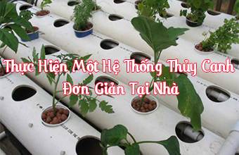 Thuc-Hien-Mot-He-Thong-Thuy-Canh-don-gian-Tai-Nha