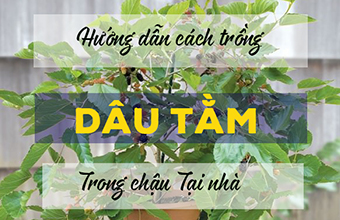 Trong-Cay-Dau-Tam-Trong-Chau