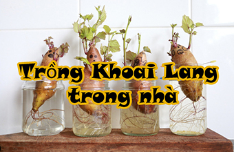 Trong-Khoai-Lang-Tai-Nha-Ngo-Nghinh-Va-De-Thuong