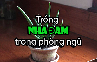 Trong-nha-dam-trong-phong-ngu-tai-sao-khong