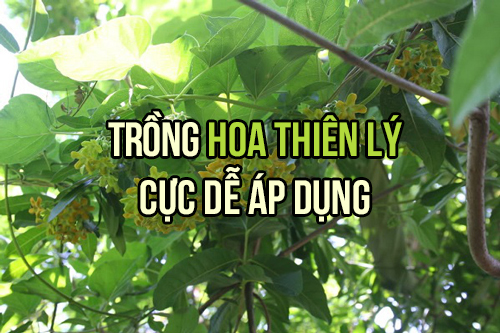 cach_trong_hoa_thien_ly_don_gian_vua_co_an_vua_co_bong_mat_hoa_thom_2_1502637886_width500height333