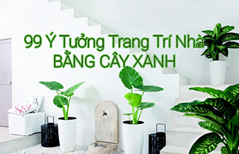 trong_cay_trang_tri_nha_005