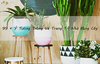 trong_cay_trang_tri_trong_nha_011